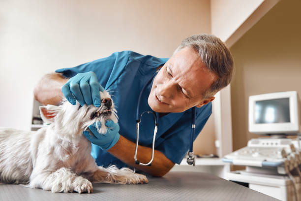 Best Emergency Wisdom Teeth Removal in Waterville, ME